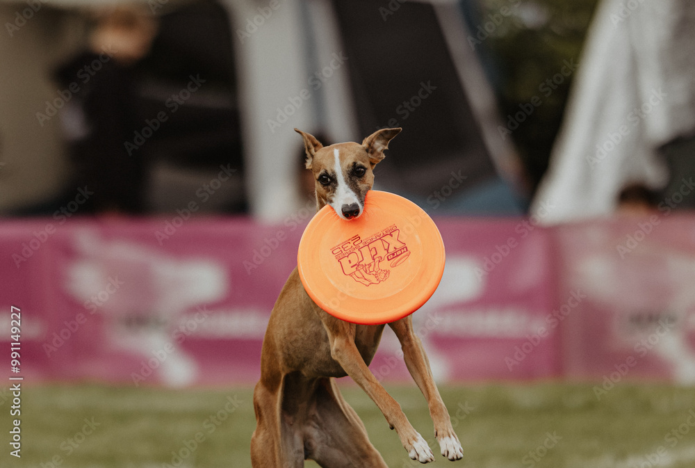 Whippet łapie frisbee na zawodach dogfrisbee