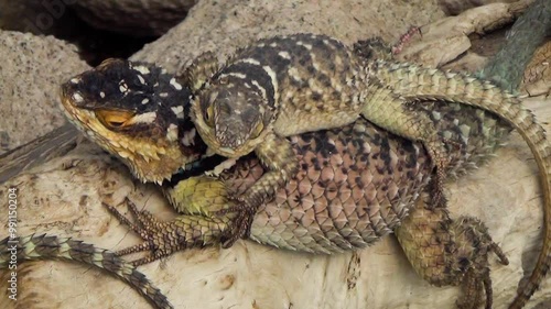 Two bluechinned roughscaled lizards (Sceloporus cyanogenys) in a desert environment photo