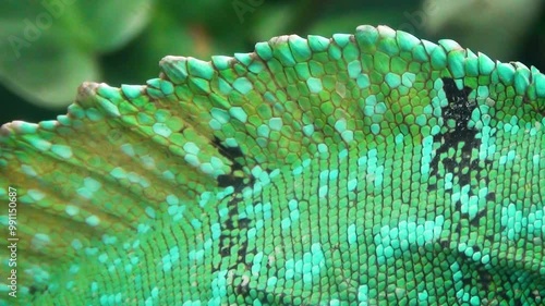 Plumed basilisk (Basiliscus plumifrons) sail close-up