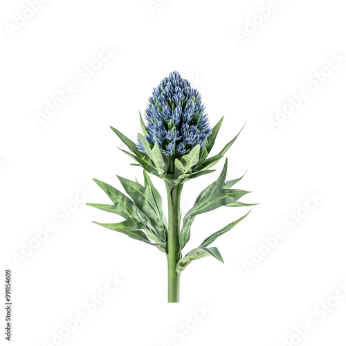 Blue Thistle Flower with Green Stem and Leaves