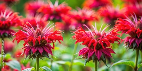 Closeup of vibrant red Monarda didyma flowers blooming in a summer garden photo