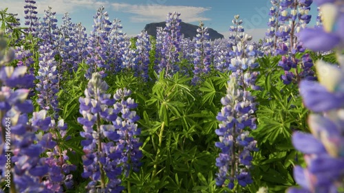 Camera moves through field of violet lupines, Burfell mount at background, Iceland. Field of colorful lupines - classic Icelandic summer landscape. Gimbal, shallow DOF shot, UHD photo