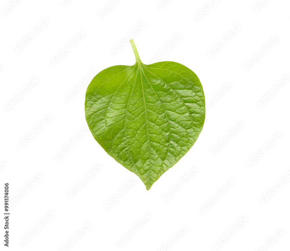 Fototapeta premium Green betel leaf transparent png