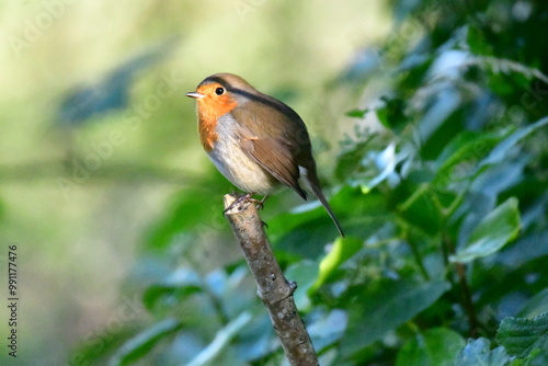 Bird Robin posing. Kilkenny, Ireland