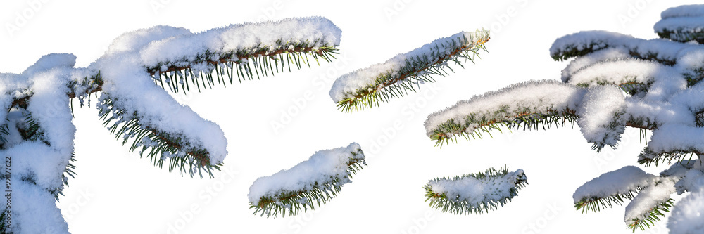 A real Christmas tree pine branches covered in snow, frost and ice cut out and isolated against a transparent background.