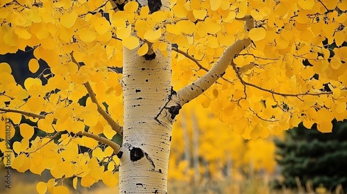 Aspen tree with yellow leaves, close up photo