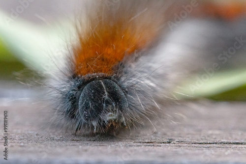 Macrothylacia rubi Caterpillar photo