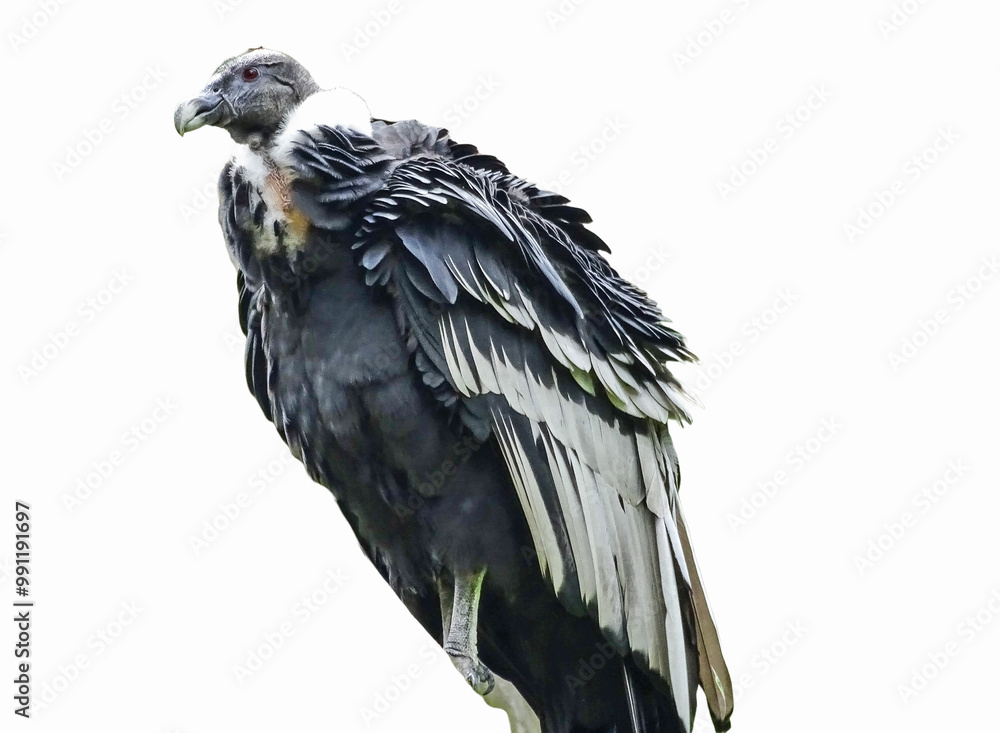 Fototapeta premium Andean condor isolated on white background
