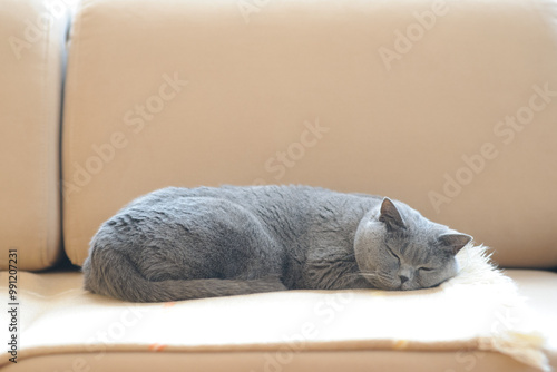 British shorthair cat sleeping on sofa.