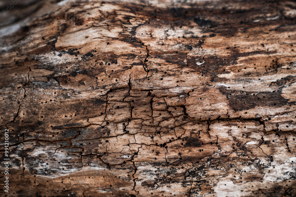 wood bark texture grunge old nature wood bark texture grunge old nature