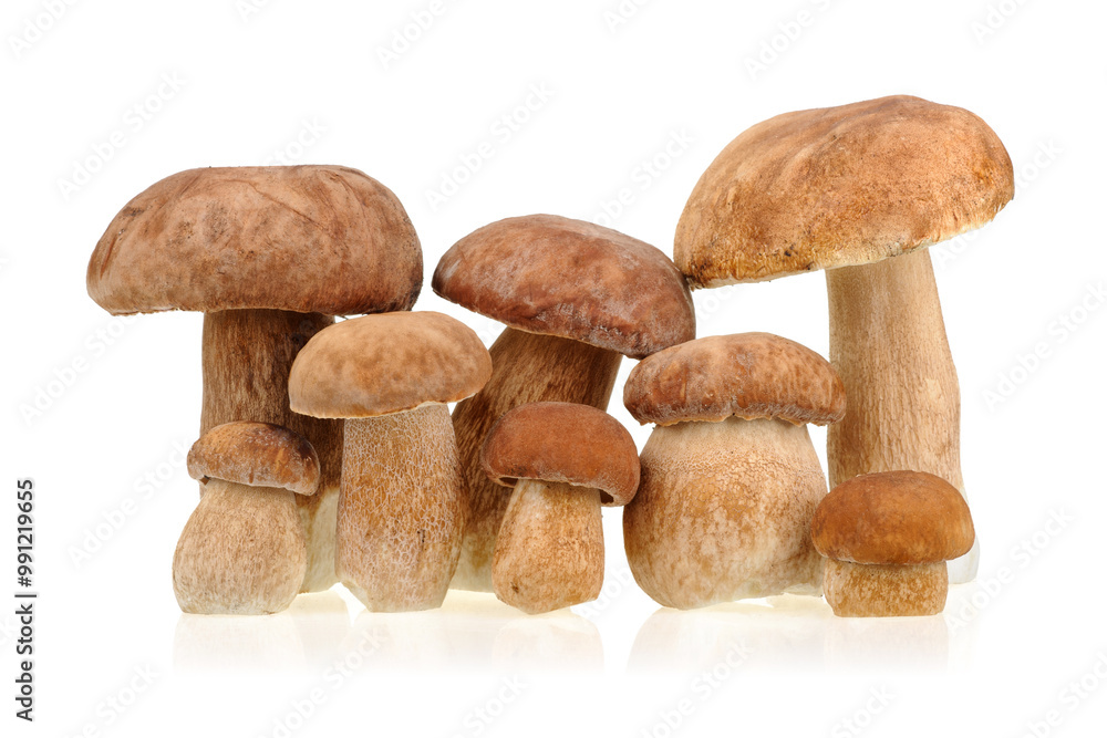 Porcini mushrooms (Boletus edulis) on white background. Porcini mushrooms (Boletus edulis) on white background.