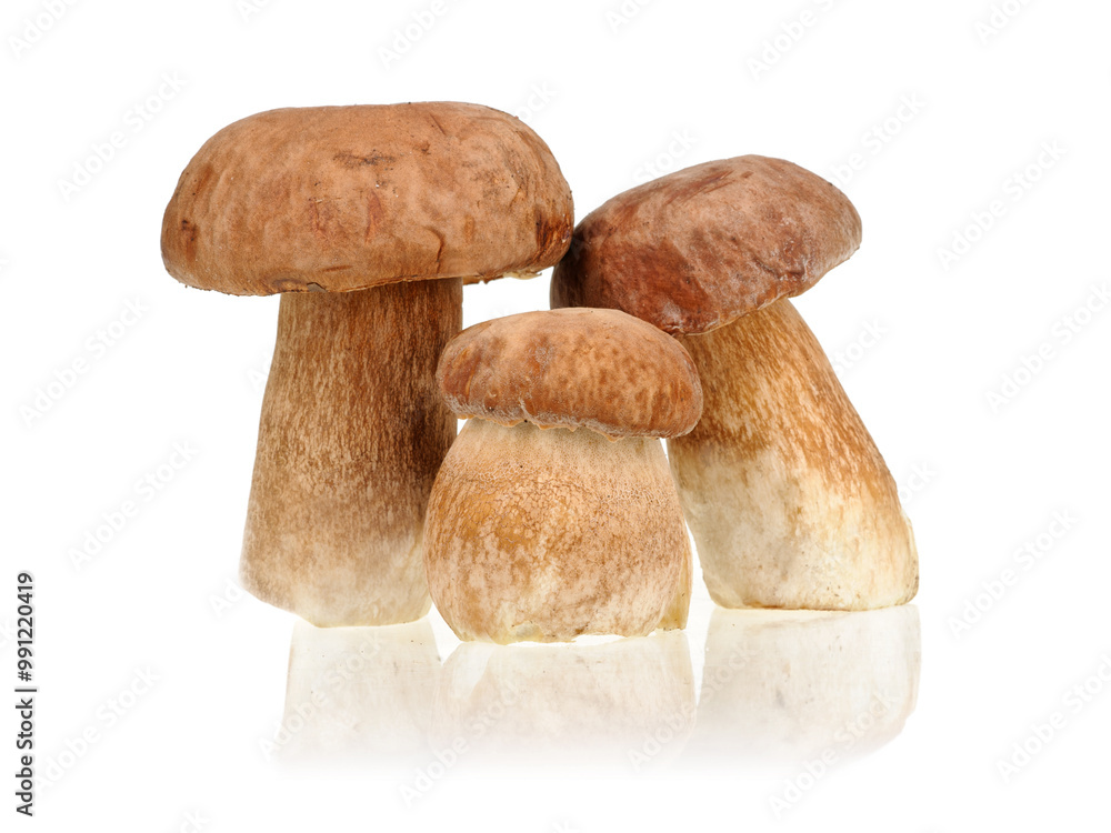Porcini mushrooms (Boletus edulis) on white background. Porcini mushrooms (Boletus edulis) on white background.