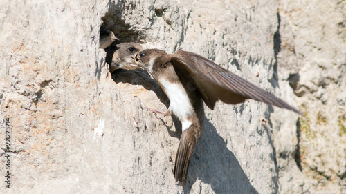 penguin on the rocks