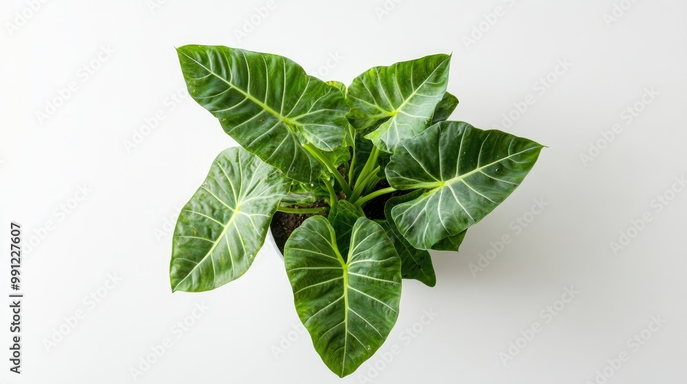 Top view of Alocasia Baginda Dragon Scale plant in a pot against a white background Top view of Alocasia Baginda Dragon Scale plant in a pot against a white background