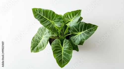 Top view of Alocasia Baginda Dragon Scale plant in a pot against a white background