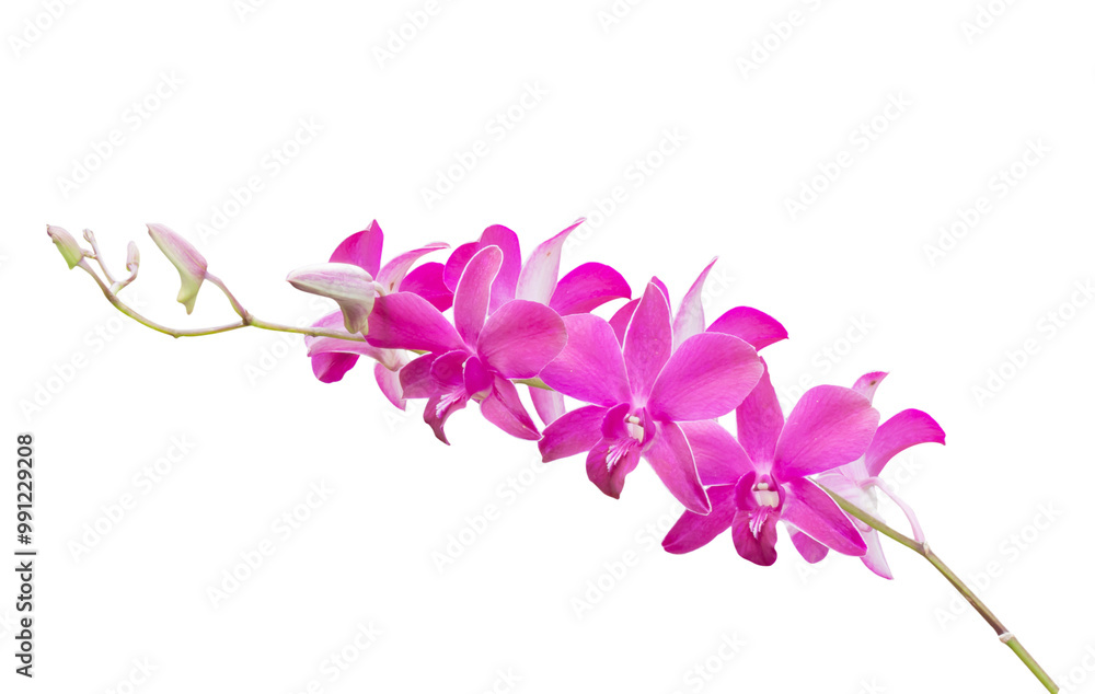 pink orchid flower isolated to PNG file pink orchid flower isolated to PNG file