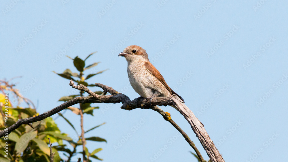 robin perched on a branch robin perched on a branch