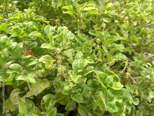 Wallpaper Mural a green plant with small leaves Torontodigital.ca