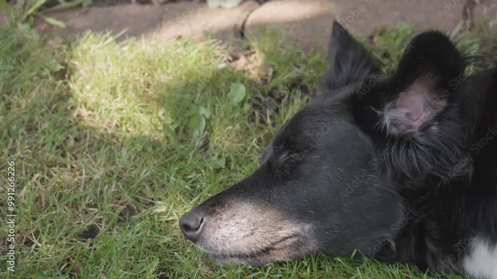 Hund liegt auf Rasenfläche und schläft Hund liegt auf Rasenfläche und schläft