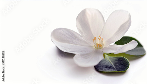 Delicate White Flower with Green Leaves on White Background