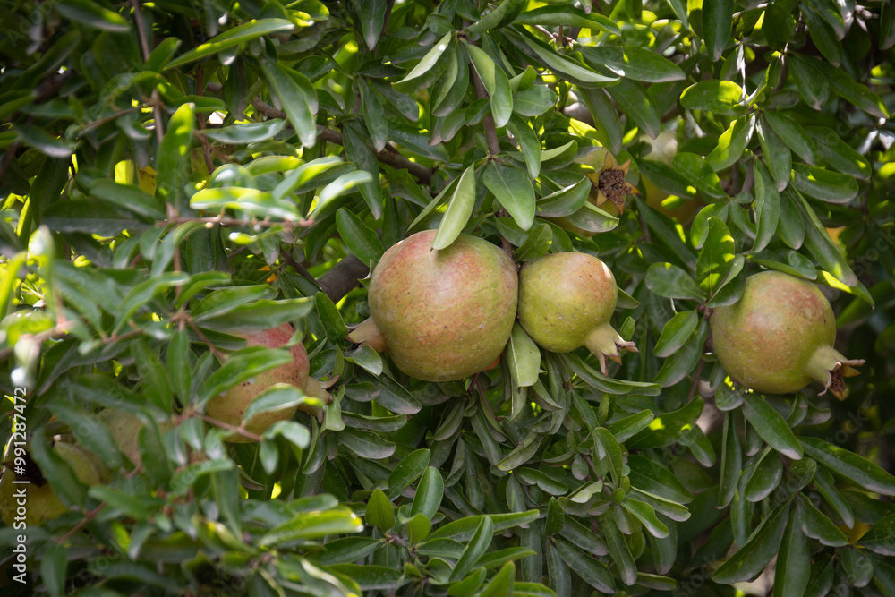 fruits, grenades sur des branches fruits, grenades sur des branches