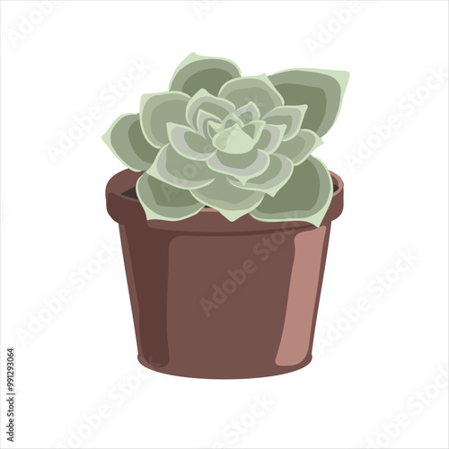 vector drawing house plant in pot, Echeveria plant, succulent isolated at white background, hand drawn illustration