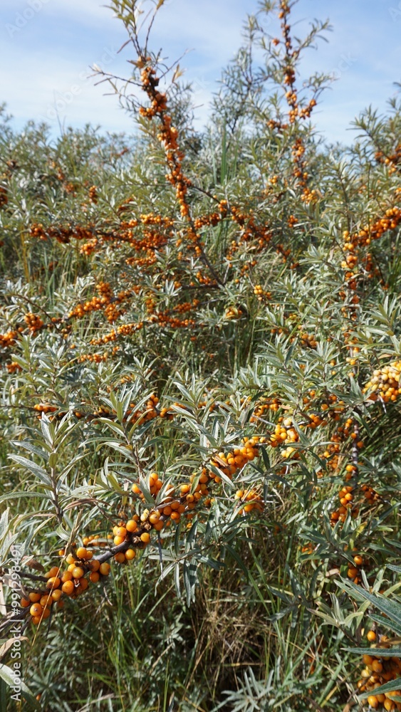 Wild sea buckthorn or hippophae rhamnoides with ripe fruit berries. Wild sea buckthorn or hippophae rhamnoides with ripe fruit berries.