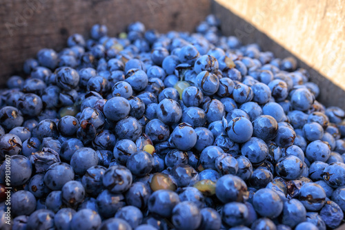 A close-up of freshly harvested grapes, highlighting their rich blue hue and natural texture. Grape harvest and crushing for wine, capturing traditional winemaking in action
