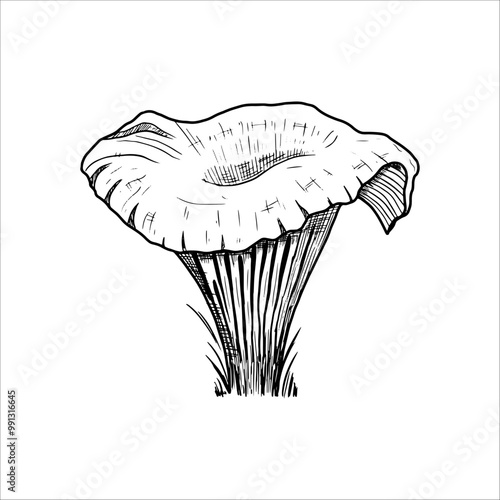 Hand drawn chanterelle mushroom. Vector illustration