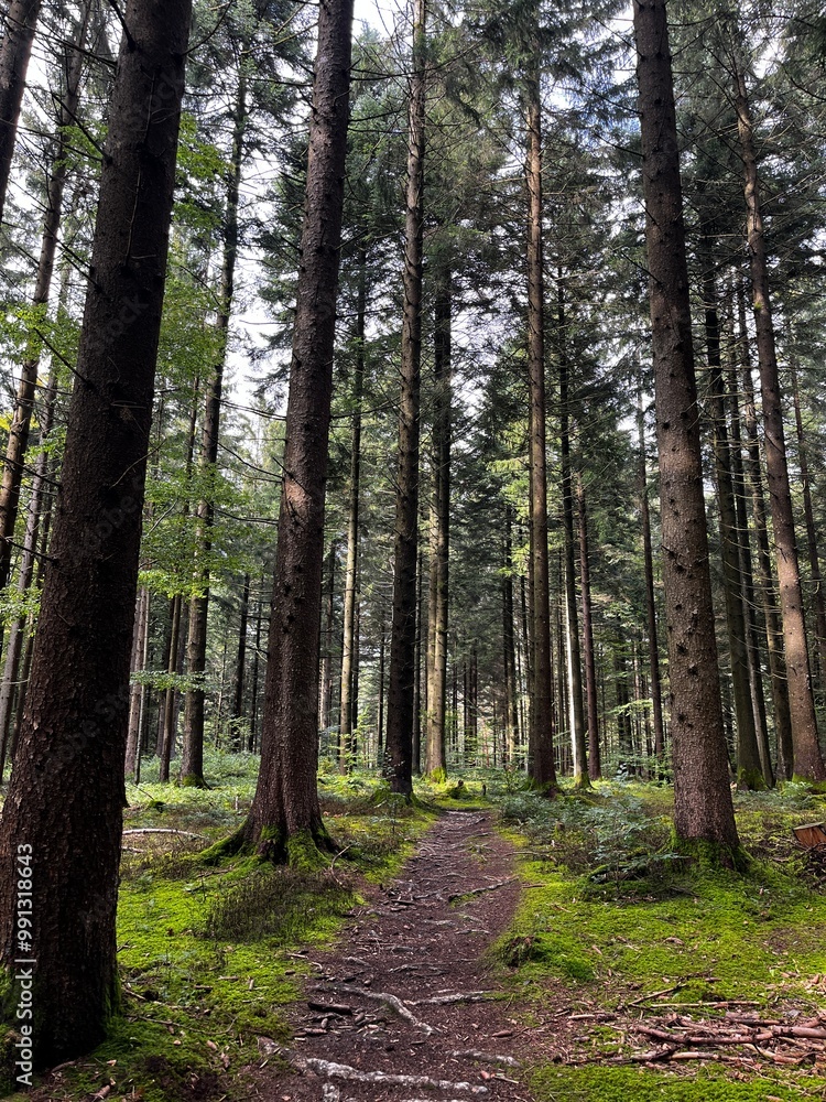Naklejka premium Landschaft