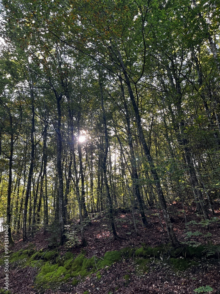 Fototapeta premium Landschaft