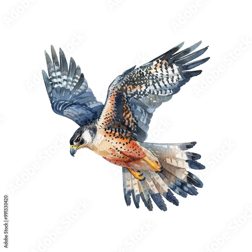 flying falcon vector illustration in watercolor style