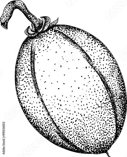 Chiku elements. Sapodilla naseberry pouteria engraving fruits. Vector botanical design of exotic tropical fruit