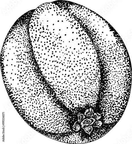 Chiku elements. Sapodilla naseberry pouteria engraving fruits. Vector botanical design of exotic tropical fruit