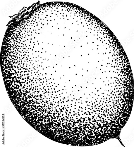 Chiku elements. Sapodilla naseberry pouteria engraving fruits. Vector botanical design of exotic tropical fruit