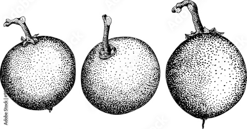 Chiku elements. Sapodilla naseberry pouteria engraving fruits. Vector botanical design of exotic tropical fruit