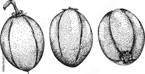 Chiku elements. Sapodilla naseberry pouteria engraving fruits. Vector botanical design of exotic tropical fruit