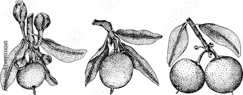 Chiku elements. Sapodilla naseberry pouteria engraving fruits. Vector botanical design of exotic tropical fruit