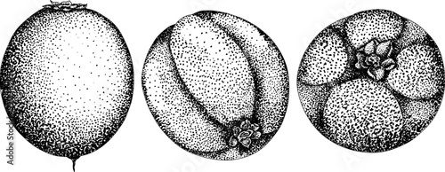 Chiku elements. Sapodilla naseberry pouteria engraving fruits. Vector botanical design of exotic tropical fruit