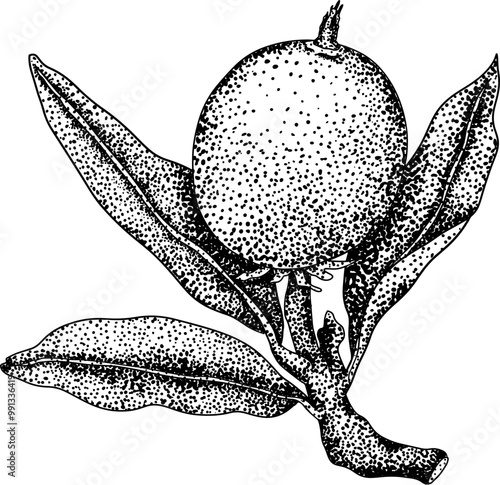 Chiku elements. Sapodilla naseberry pouteria engraving fruits. Vector botanical design of exotic tropical fruit