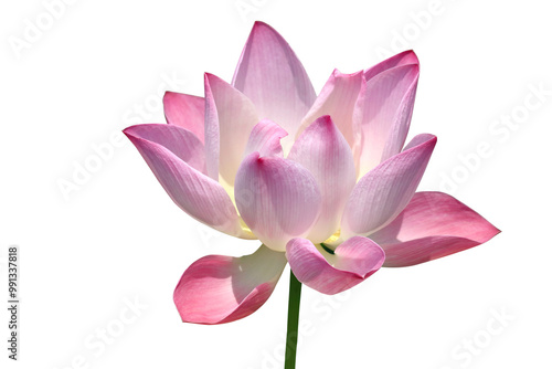 Fotografie Beautiful Nelumbo nucifera blooming isolated on transparent background png file