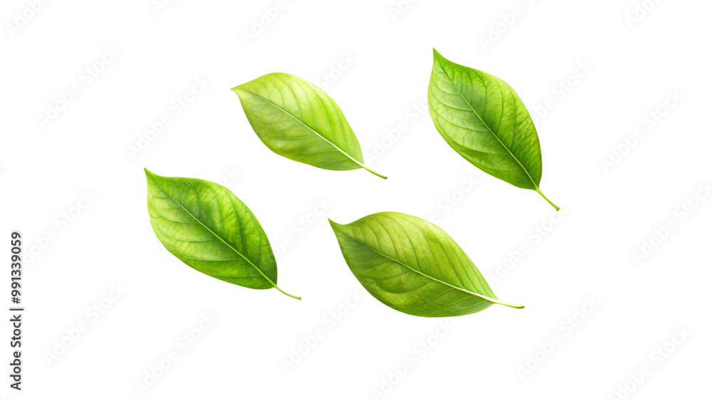 Fresh green leaves isolated on white background, perfect for nature-inspired design Fresh green leaves isolated on white background, perfect for nature-inspired design