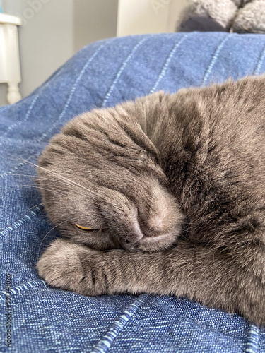 Peaceful gray scottish fold cat sleeping on soft surface at home. Relaxation, comfort, pet and cozy home concept photo