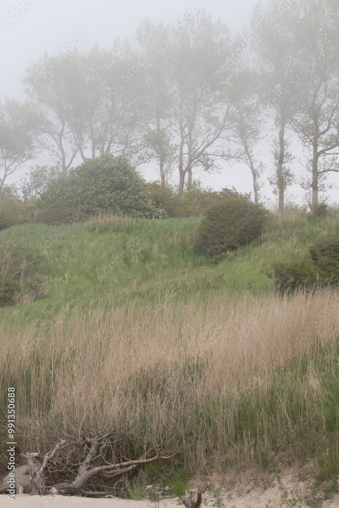 Grass and trees on hill on foggy day on a beach at the Baltic Sea in Rerik, Germany on a spring day. Grass and trees on hill on foggy day on a beach at the Baltic Sea in Rerik, Germany on a spring day.