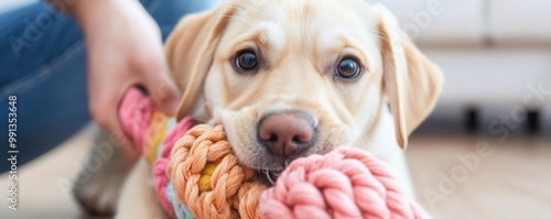 Puppy playing tug-of-war with its owner, pulling on a soft toy in the living room   puppy playtime, indoor fun photo