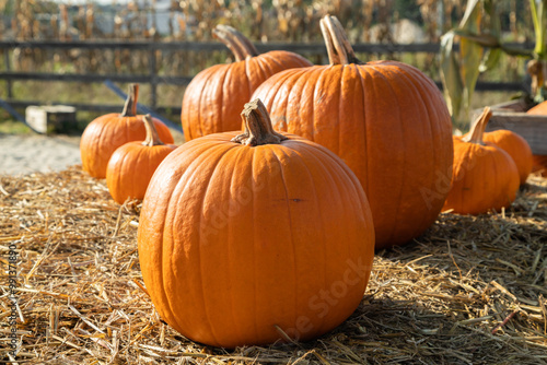 Big orange pumpkin close-up on the field