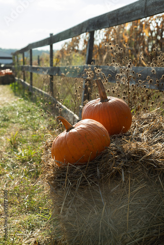 Pumpkins on a farm by the fence