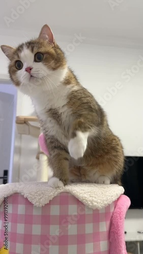 A spy looking foe food in room whike stamding on rear legs on the couch. photo