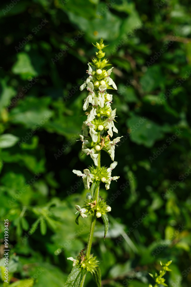 Aufrechter Ziest (Stachys recta) begegnet auf der Schwäbischen Alb Aufrechter Ziest (Stachys recta) begegnet auf der Schwäbischen Alb