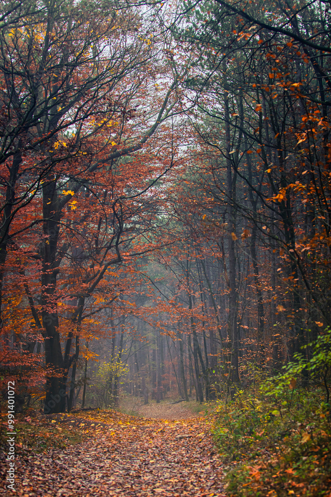 Fototapeta premium misty autumn forest